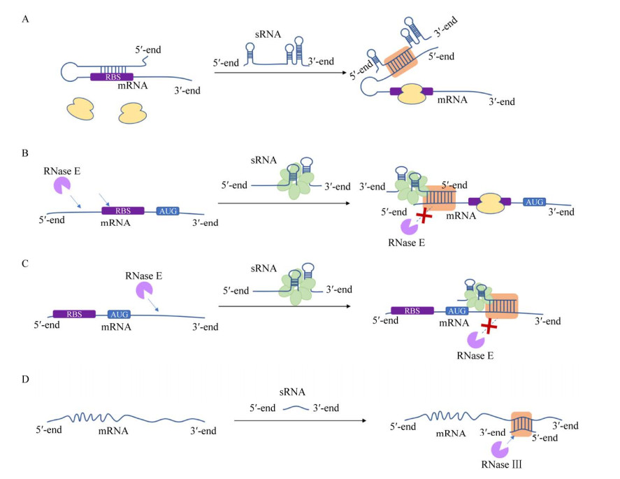 人工小RNA调控元件在合成生物学中的应用